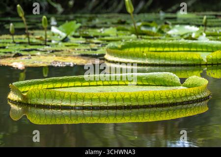 Lilienpads schwimmen auf einem Teich in den Kanapaha Botanical Gardens in Gainesville, Florida. (USA) Stockfoto
