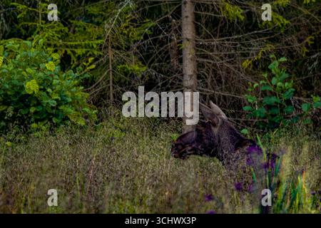 Elchkuh (Alces alces) in dichtem Wald – typische Szene der skandinavischen Wildnis Stockfoto