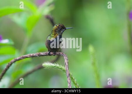 Weiblicher Draht gekrempelt Dorntail (Discosura popelairii) Stockfoto