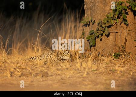 Ein Leopard liegt in der Sonne in der Nähe eines Baumes - das Licht ist weich und warm - South Luangwa Nationalpark, Sambia, Südliches Afrika Stockfoto