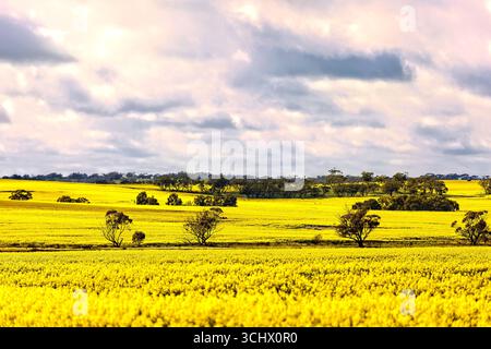 Australische ländliche Landschaft, Westaustralien Stockfoto
