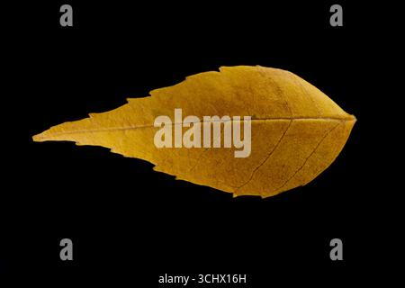 Herbstblatt isoliert auf schwarzem Hintergrund Stockfoto