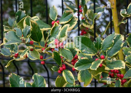 Ilex altaclerensis Goldener König, Goldene bunte Stechpalme, Blätter mit gelben bunten Blättern, rote Beeren Stockfoto
