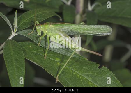 Eine weibliche große grüne Buschgrille (Tettigonia viridissima), die auf einem dunklen Blatt liegt und von Vegetation umgeben ist, Baden-Württemberg, Deutschland Stockfoto