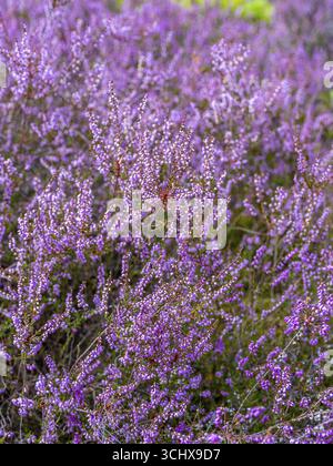 Blütenheidekraut (Calluna vulgaris), Heidekraut, Naturpark Heiliger Hain, Wahrenholz, Lüneburger Heide, Niedersachsen, Deutschland Stockfoto