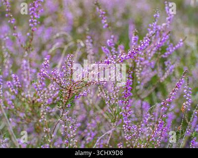 Blütenheidekraut (Calluna vulgaris), Heidekraut, Naturpark Heiliger Hain, Wahrenholz, Lüneburger Heide, Niedersachsen, Deutschland Stockfoto