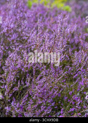 Blütenheidekraut (Calluna vulgaris), Heidekraut, Naturpark Heiliger Hain, Wahrenholz, Lüneburger Heide, Niedersachsen, Deutschland Stockfoto