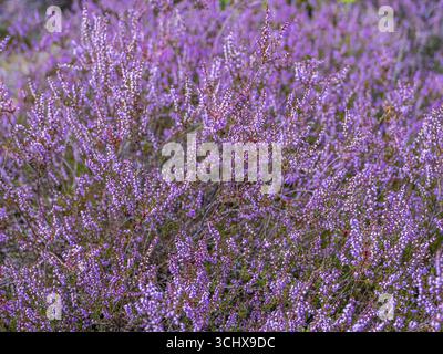 Blütenheidekraut (Calluna vulgaris), Heidekraut, Naturpark Heiliger Hain, Wahrenholz, Lüneburger Heide, Niedersachsen, Deutschland Stockfoto