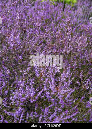 Blütenheidekraut (Calluna vulgaris), Heidekraut, Naturpark Heiliger Hain, Wahrenholz, Lüneburger Heide, Niedersachsen, Deutschland Stockfoto