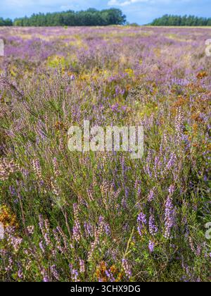 Heidelandschaft, blühende Heidekraut (Calluna vulgaris), Heidekraut, Naturpark Heiliger Hain, Wahrenholz, Lüneburger Heide, Niedersachsen, Deutschland Stockfoto