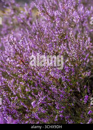 Blütenheidekraut (Calluna vulgaris), Heidekraut, Naturpark Heiliger Hain, Wahrenholz, Lüneburger Heide, Niedersachsen, Deutschland Stockfoto