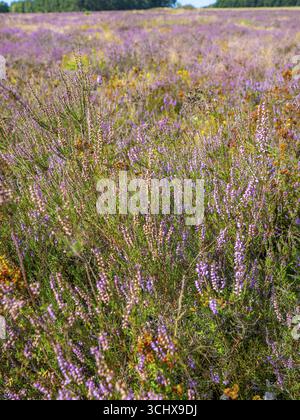 Heidelandschaft, blühende Heidekraut (Calluna vulgaris), Heidekraut, Naturpark Heiliger Hain, Wahrenholz, Lüneburger Heide, Niedersachsen, Deutschland Stockfoto