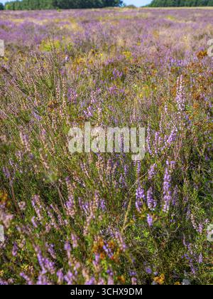 Heidelandschaft, blühende Heidekraut (Calluna vulgaris), Heidekraut, Naturpark Heiliger Hain, Wahrenholz, Lüneburger Heide, Niedersachsen, Deutschland Stockfoto