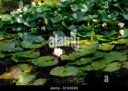 Blühende Seerosen in einem Gartenteich Stockfoto