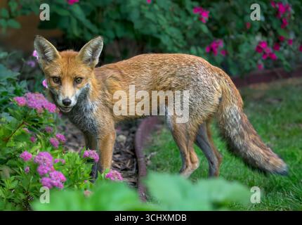 Rotfuchs (Vulpes vulpes), der in einem Gartenblumenbeet in Bristol, Großbritannien, am frühen Abend hell, wachsam und in Richtung Kamera blickt Stockfoto