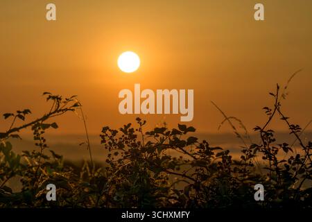 Sonnenaufgang in der Nähe von Blagdon in Somerset, Großbritannien, hinter sonnendurchflutetem Brombeerbusch Stockfoto