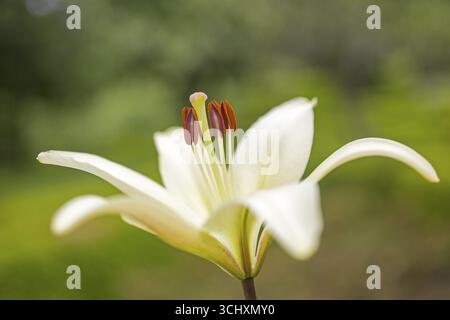 Blume mit Pistil und Pollen, Casa de Sezim, Weingut Grande Escolha in der Region Minho, der Garten von Portugal, Nespereira, Braga Bezirk, Portugal Stockfoto