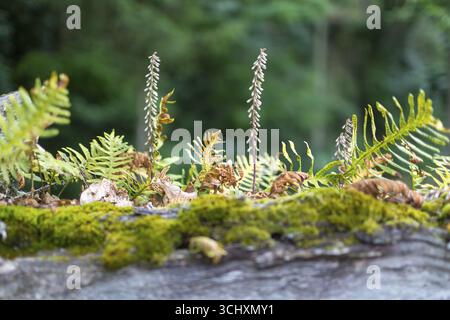 Farnwuchs auf einem toten Baumstamm, Baumfarn, Casa de Sezim, Weingut Grande Escolha in der Region Minho, der Garten von Portugal, Guimaraes, Braga distri Stockfoto