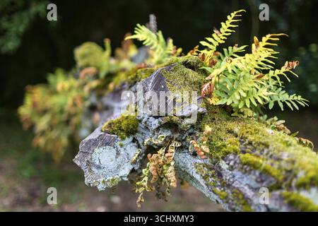 Farnwuchs auf einem toten Baumstamm, Baumfarn, Casa de Sezim, Weingut Grande Escolha in der Region Minho, der Garten von Portugal, Guimaraes, Braga distri Stockfoto