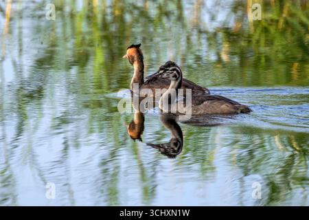 Erwachsener Großkäppchen mit älteren jungen Küken, die zusammen auf den Somerset Levels schwimmen Stockfoto