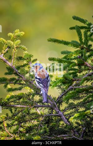 Ein gemeiner Chaffinch (Fringilla coelebs) am Stanserhorn, einem Berg in der Schweiz im Kanton Nidwalden nahe der Grenze zu Obwalden Stockfoto