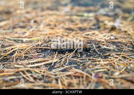 Eine haarige „Wollbär“-raupe, wahrscheinlich von einer Fuchsmotte (Macrothylacia rubi), die im Spätsommer in Frensham, Surrey, Großbritannien, unter Kiefernnadeln gesehen wurde Stockfoto