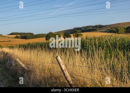 Ackerland im ländlichen Sussex mit Maisanbau unter blauem Himmel Stockfoto