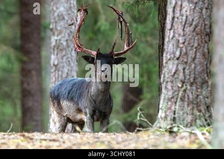 Damwild zur Brunftzeit, noch blutiges Geweih Stockfoto