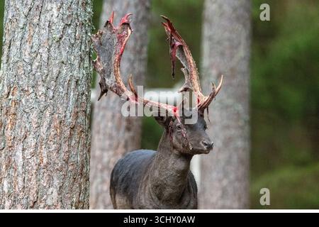 Damwild zur Brunftzeit, noch blutiges Geweih Stockfoto