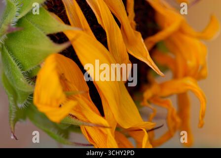 Nahaufnahme einer Sonnenblume mit verwelkten Blütenblättern Stockfoto