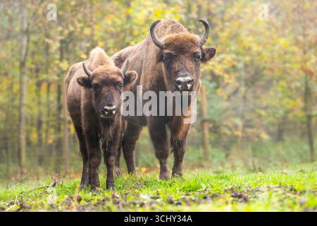 Europäischer Bison, Wisent, Europäischer Holzbison, Europäischer Büffel, zubr (Bison bonasus), Kuh mit Kalb steht zusammen auf einer Waldlichtung im Autu Stockfoto