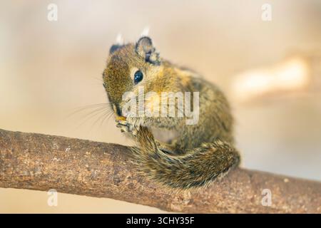 Ostamerikanisches Spanmunk (Tamias striatus) sitzt auf einem Ast und knabbert an seinem Schwanz Stockfoto
