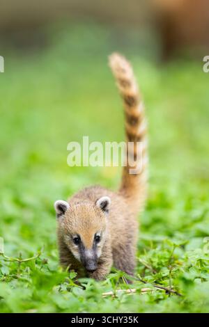 Coatimundi, gemeine Coati, braunnasen Coati, südamerikanische Coati, Ringschwanzcoati (Nasua nasua), Jungtier, das auf einer Wiese spaziert, Vorderansicht Stockfoto