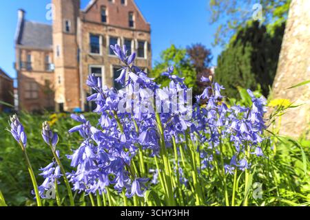 Spanisches Bluebell (Hyacinthoides hispanica), blüht in einem Park, Niederlande, Frisia, Franeker Stockfoto