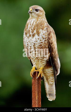 Eurasischer Bussard (Buteo buteo), der auf einem rostigen Pfosten thront, Israel, Merom Golan Stockfoto