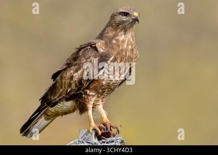 Eurasischer Bussard, gemeiner Bussard (Buteo buteo, Buteo buteo vulpinus), auf einem Stacheldrahtzaunpfosten, Seitenansicht, Israel, Merom Golan Stockfoto