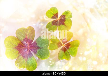 Drei vierblättrige Kleeblätter, Glücksbringer Stockfoto