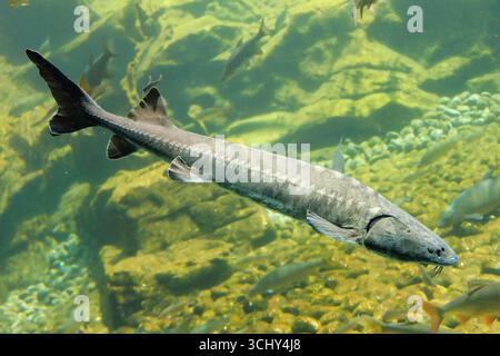 Adriatikstörer (Huso naccarii, Acipenser naccarii), in einem großen Aquarium, mit zahlreichen Cypriniden im Hintergrund Stockfoto