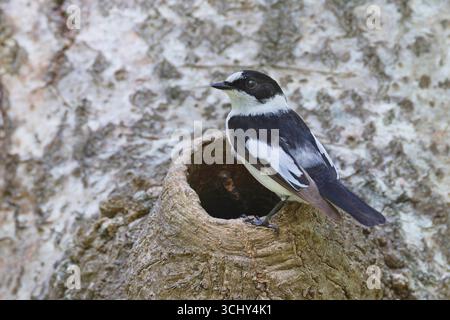 Ficedula albicollis (Ficedula albicollis), männlich in einer Baumhöhle, Schweden, Gotland Stockfoto