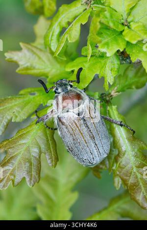 Waldkafer (Melolontha hippocastani), auf Eichenblatt, dorsaler Blick, Schweden, Gotland Stockfoto