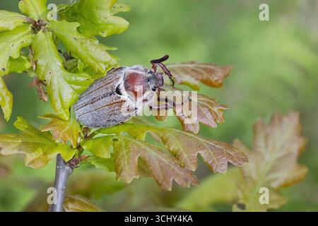 Waldkafer (Melolontha hippocastani), auf Eichenblatt, dorsaler Blick, Schweden, Gotland Stockfoto