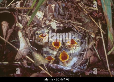 Holzkitzler (Phylloscopus sibilatrix), bettelnde Vogelbabys in einem Nest, Blick von oben, Deutschland Stockfoto