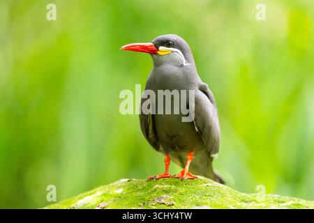 inka-Seeschwalbe, Inka-Seeschwalbe (Larosterna inca), die auf einem moosigen Felsen thront Stockfoto