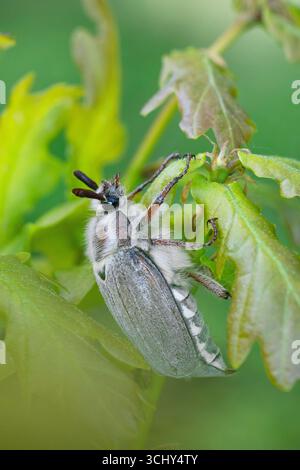 Waldkafer (Melolontha hippocastani), an einem Eichenblatt, Seitenansicht, Schweden, Gotland Stockfoto