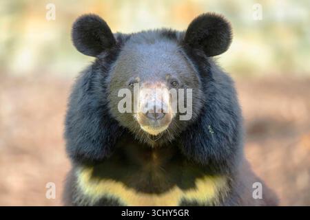 Amerikanischer Schwarzbär, Schwarzbär (Ursus americanus), Porträt, Blick auf die Kamera Stockfoto