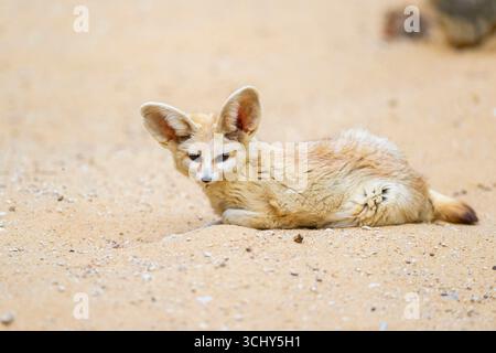 Fennec Fuchs (Fennecus zerda, Vulpes zerda), der auf sandigem Boden liegt und in Richtung Kamera blickt Stockfoto