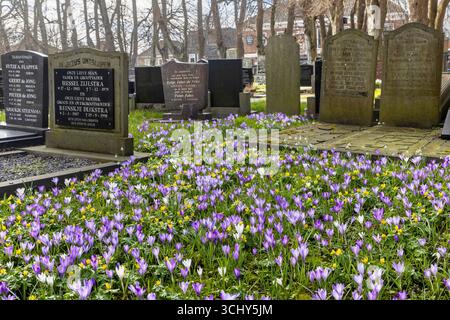 Niederländischer Krokus, Frühlingskrokus (Crocus vernus, Crocus neapolitanus), blühende Krokusse, Schneeglöckchen und Winterakonite auf einem Rasen auf dem Friedhof von Stiens Stockfoto