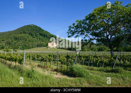 Weinberg bei Rhodt unter Rietburg in der Pfalz, mit Villa Ludwigshöhe unter Blättersberg im Hintergrund, Südweinstraße, Rheinland-Pfalz Stockfoto