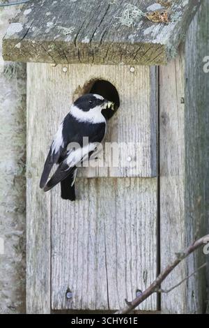 Ficedula albicollis (Ficedula albicollis), männlich mit Futter im Schnabel am Eingang zum Nistkasten, Schweden, Gotland Stockfoto