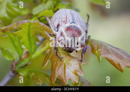 Waldkafer (Melolontha hippocastani), an einem Eichenblatt, Vorderansicht, Schweden, Gotland Stockfoto